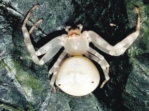 telangana crab