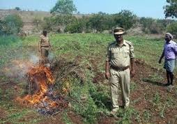 Ganja smugglers from Tamil Nadu encourage Vizag ganja crop