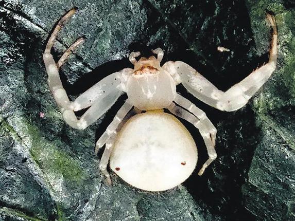 Newly discovered spider named as ‘Telangana crab spider’